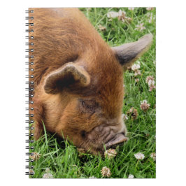 CUADERNO CERDO CUTIDO