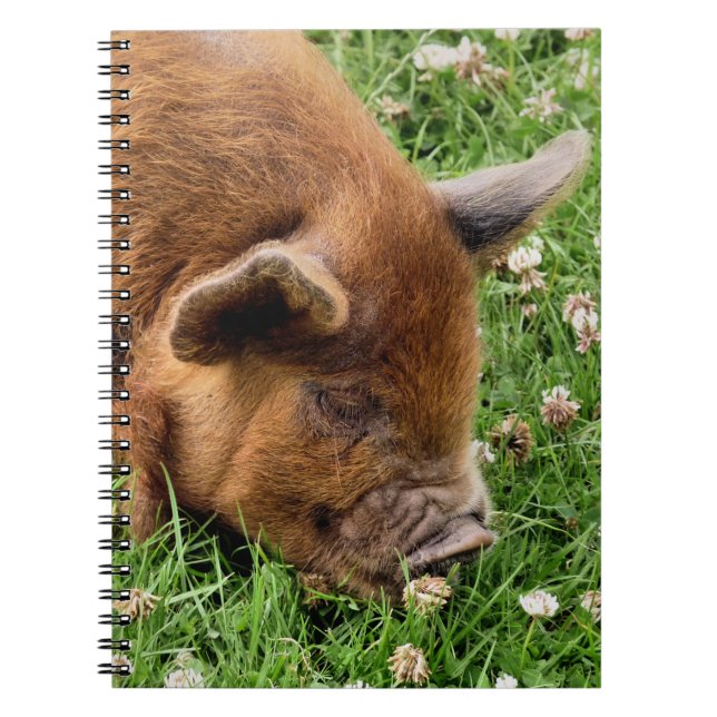 CUADERNO CERDO CUTIDO (Frente)