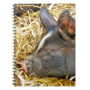 CUADERNO CERDO CUTIDO