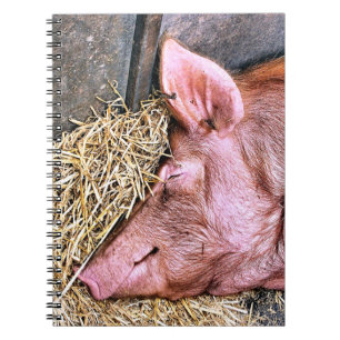 CUADERNO CERDO CUTIDO