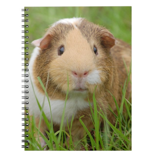 Cuaderno Cerdo de Guinea tricolor en verde (Frente)