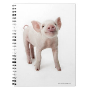 Cuaderno Cerdo de pie mirando hacia arriba