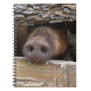 Cuaderno Cerdo marrón tocando la nariz a través de una vall