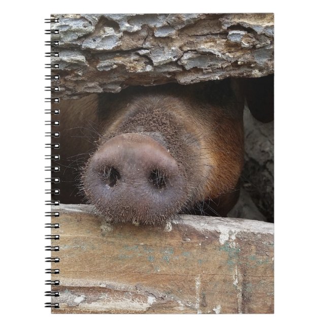 Cuaderno Cerdo marrón tocando la nariz a través de una vall (Frente)