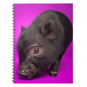 Cuaderno Cerdo negro del bebé