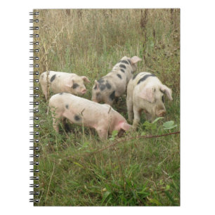Cuaderno Cerdos en un bloc de notas de campo