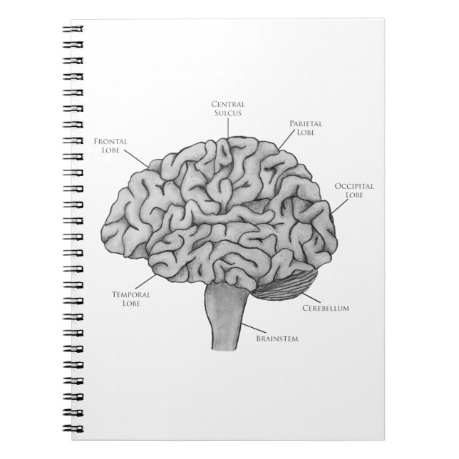 Cuaderno Cerebro científico (Frente)