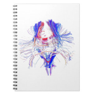 Cuaderno Cerebro y Tracktography