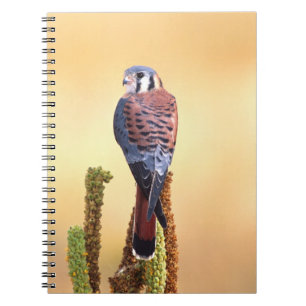 Cuaderno Cernícalo americano, Falco sparverius, Nativo de E