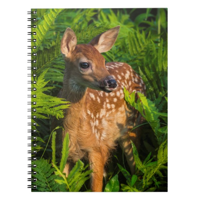 Cuaderno Cervatillo de cola blanca | Minnesota (Frente)