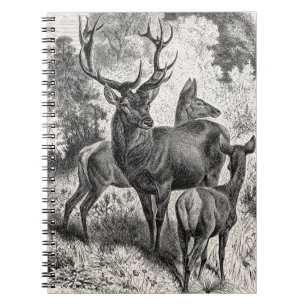 Cuaderno Cervatillo de la gama del macho del ilustracion