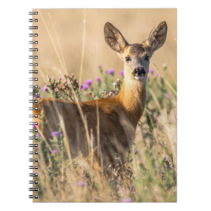 Cuaderno Cervo joven en pradera