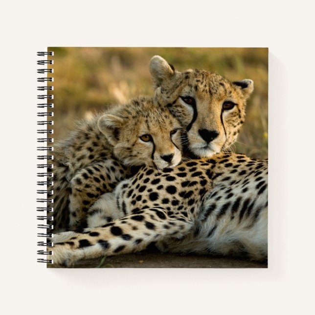 Cuaderno Cheetah Cub contrabandeando a su mamá (Anverso)