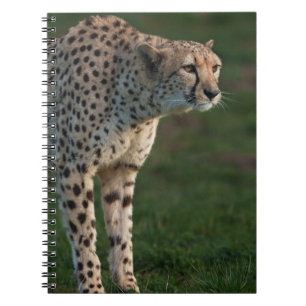 Cuaderno Cheetah listo para saltar