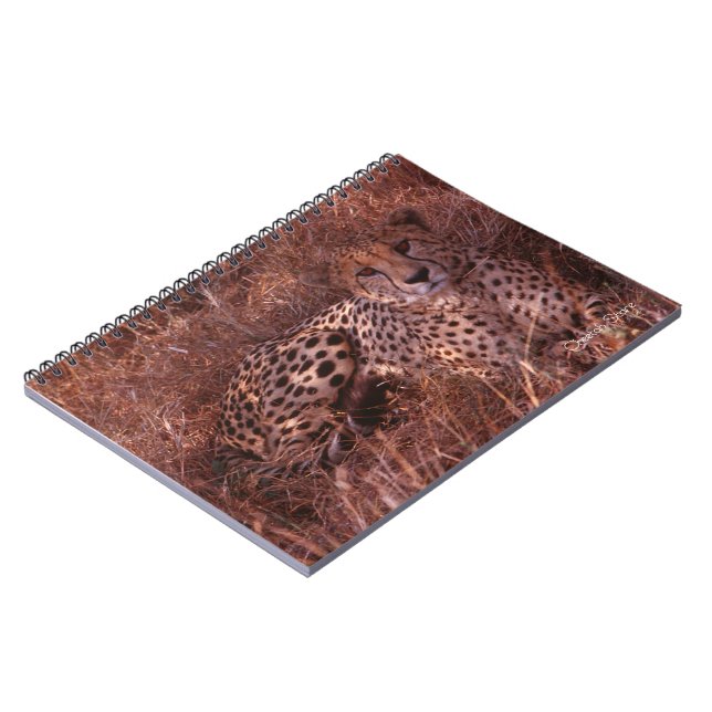Cuaderno Cheetah Stare (Lado Izquierdo)