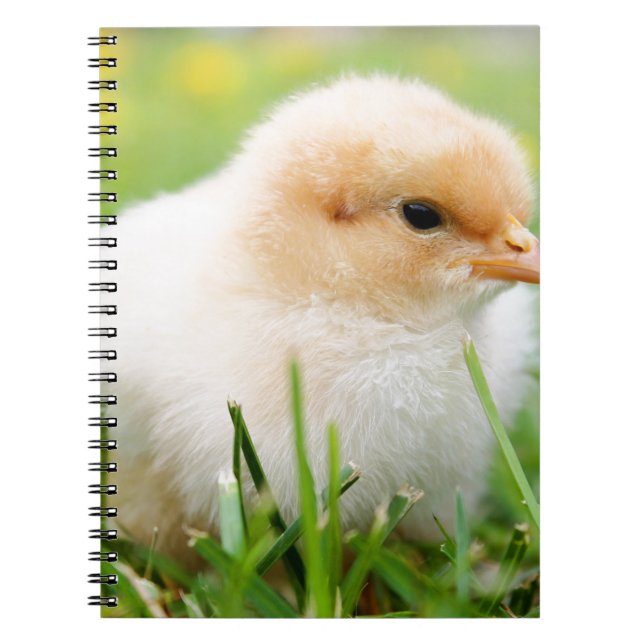 Cuaderno Chick (Frente)