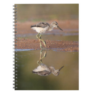 Cuaderno Chick aguacate