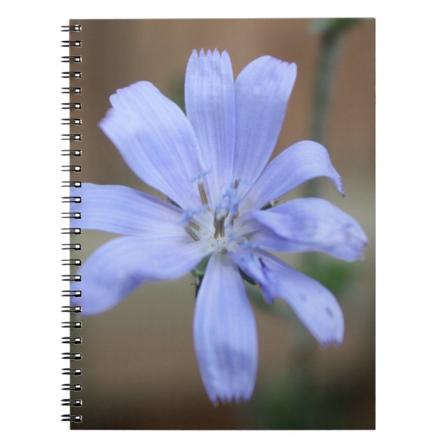 Cuaderno Chicory (Frente)