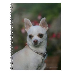 Cuaderno Chihuahua blanca