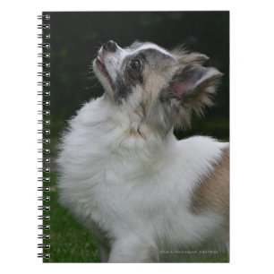 Cuaderno Chihuahua de pelo largo que mira la cámara
