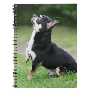 Cuaderno Chihuahua negra y poner crema