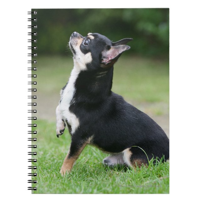 Cuaderno Chihuahua negra y poner crema (Frente)