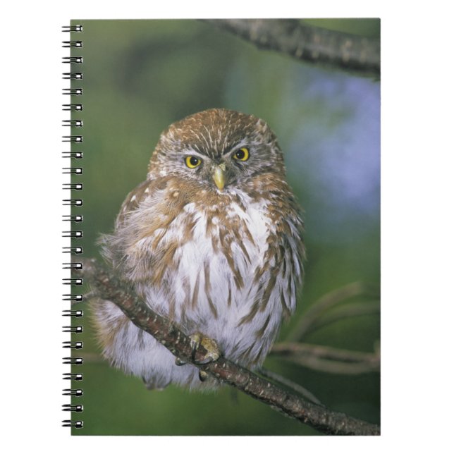 Cuaderno Chile, Aysen. Cachorro de Mochuelo Austral (Frente)