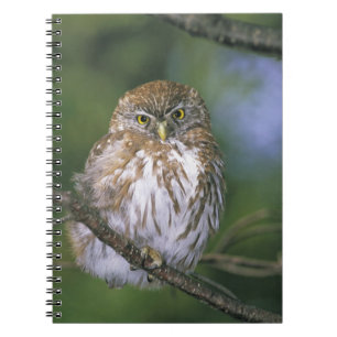 Cuaderno Chile, Aysen. Lechuza Juvenil Autral Pygmy