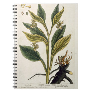 Cuaderno Chiles rojos (grabado del color)
