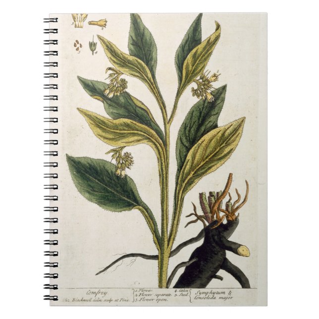 Cuaderno Chiles rojos (grabado del color) (Frente)
