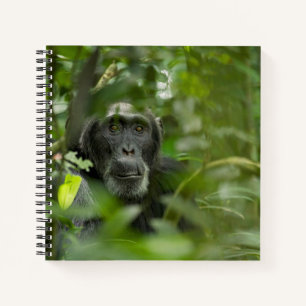 Cuaderno Chimpancé escondido entre la vegetación