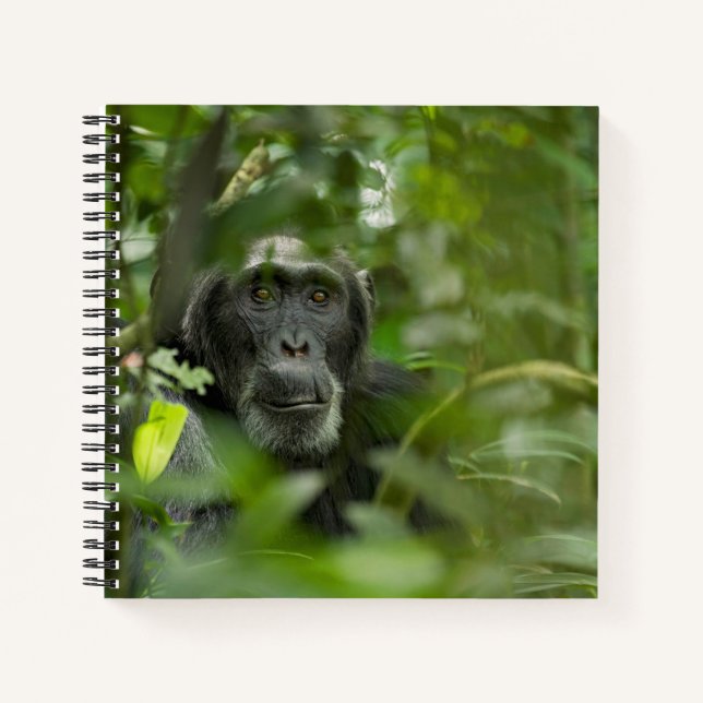 Cuaderno Chimpancé escondido entre la vegetación (Anverso)