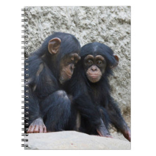 Cuaderno Chimpanzee 002