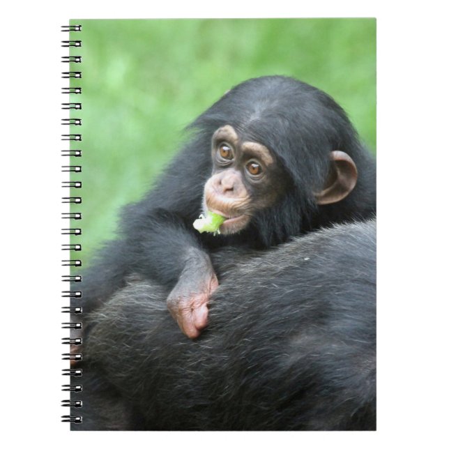 Cuaderno Chimpanzee 005 (Frente)