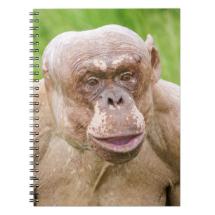 Cuaderno Chimpanzee sin pelo