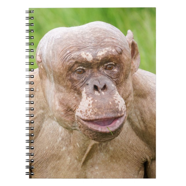 Cuaderno Chimpanzee sin pelo (Frente)