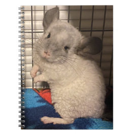 Cuaderno chinchilla