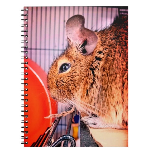 Cuaderno Chinchilla (Frente)