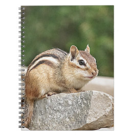 Cuaderno Chipmunk en una roca