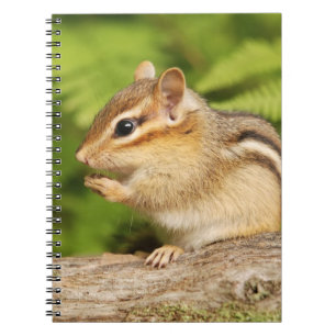 Cuaderno Chipmunk mullido adorable del bebé