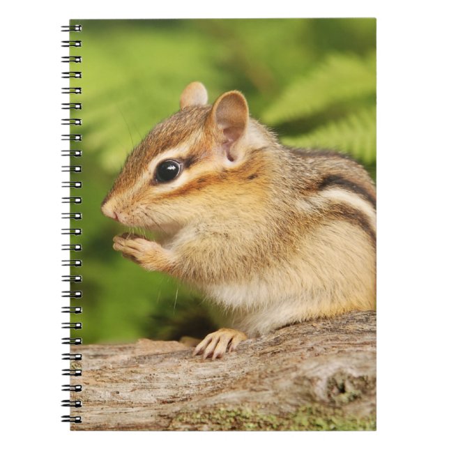 Cuaderno Chipmunk mullido adorable del bebé (Frente)