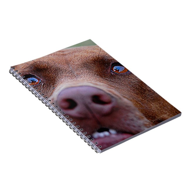 Cuaderno Chocolate Lab Pit Mix Dog Nose (Lado Derecho)
