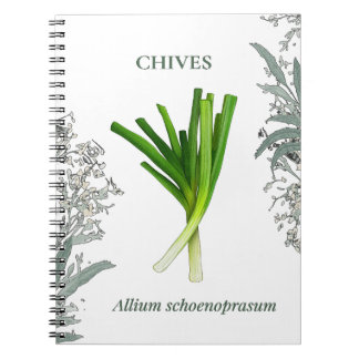 Cuaderno Ciboulette — Allium schoenoprasum