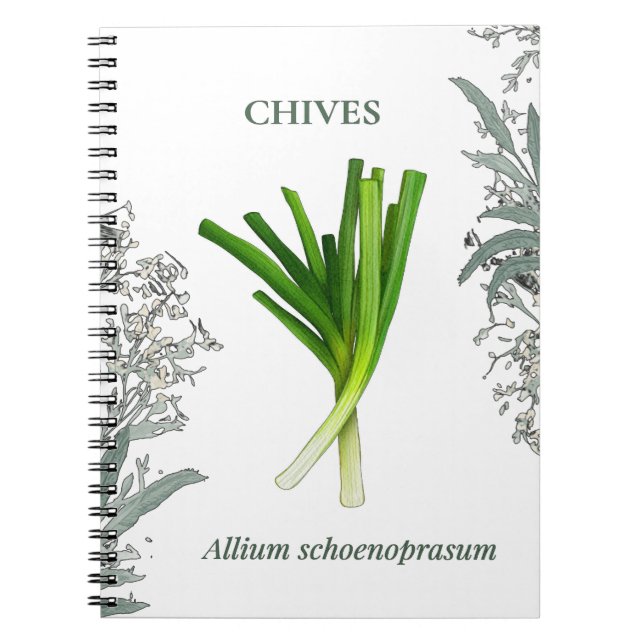 Cuaderno Ciboulette — Allium schoenoprasum (Frente)