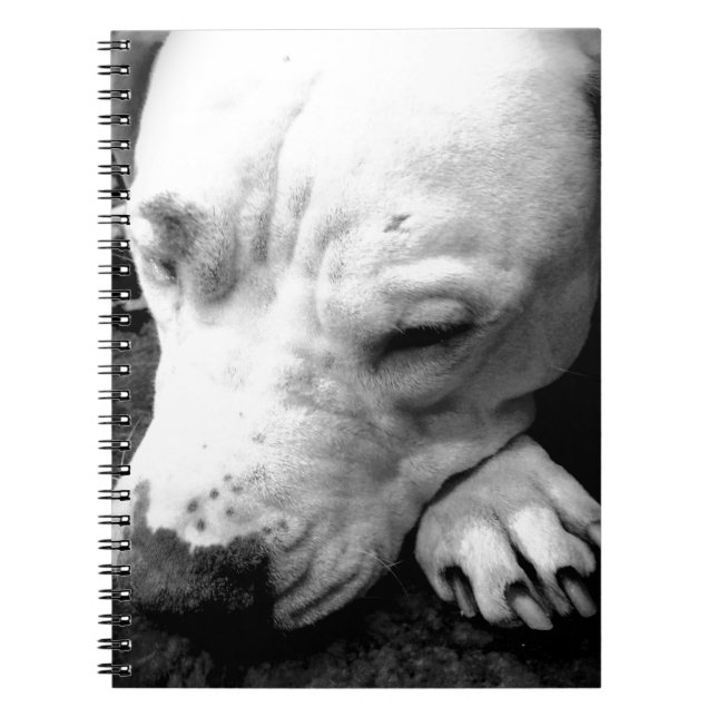 Cuaderno cicatriz de harry potter perro pit bull blanco (Frente)