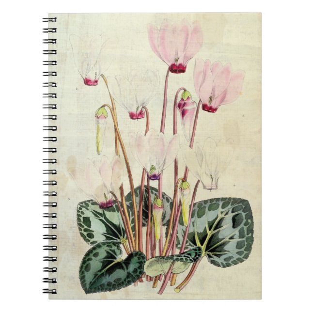 Cuaderno ciclamen perso botánico vintage (Frente)