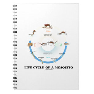 Cuaderno Ciclo De Vida De Un Mosquito (Egg Larva Pupa Imago