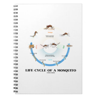 Cuaderno Ciclo De Vida De Un Mosquito (Egg Larva Pupa Imago