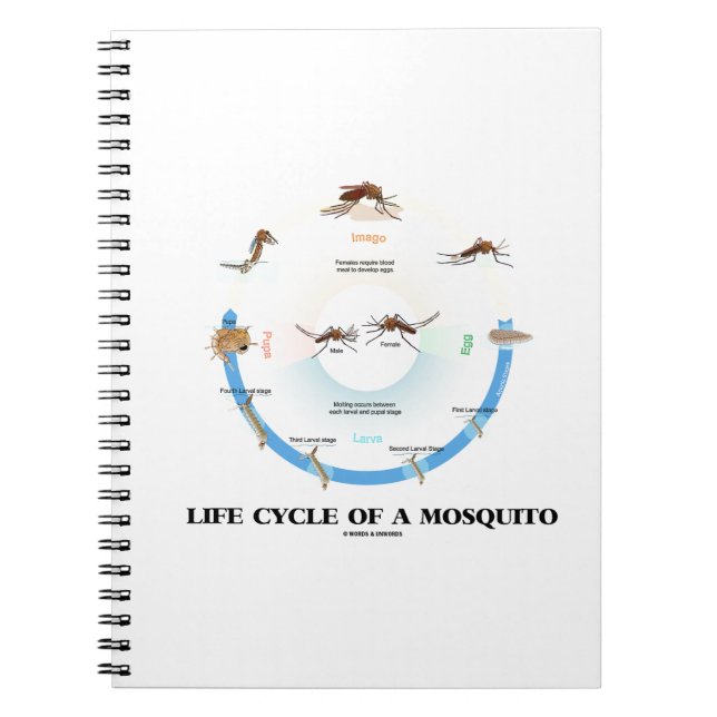 Cuaderno Ciclo De Vida De Un Mosquito (Egg Larva Pupa Imago (Frente)