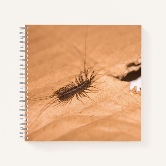 Cuaderno Ciempiés doméstico (Anverso)